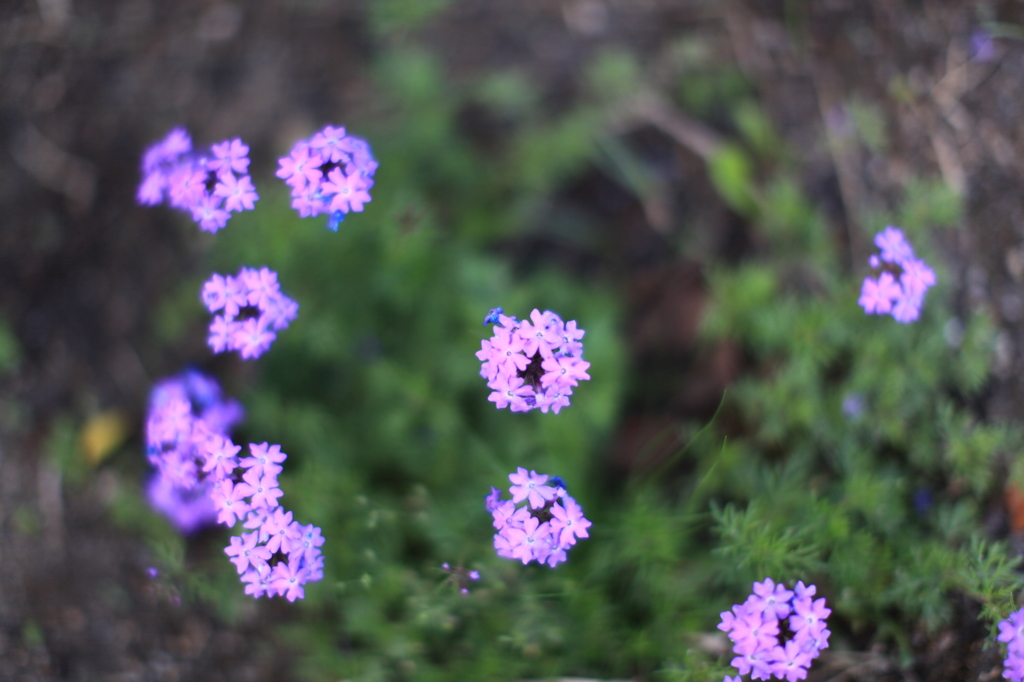 スーツ着たおじさんが花を撮ってる