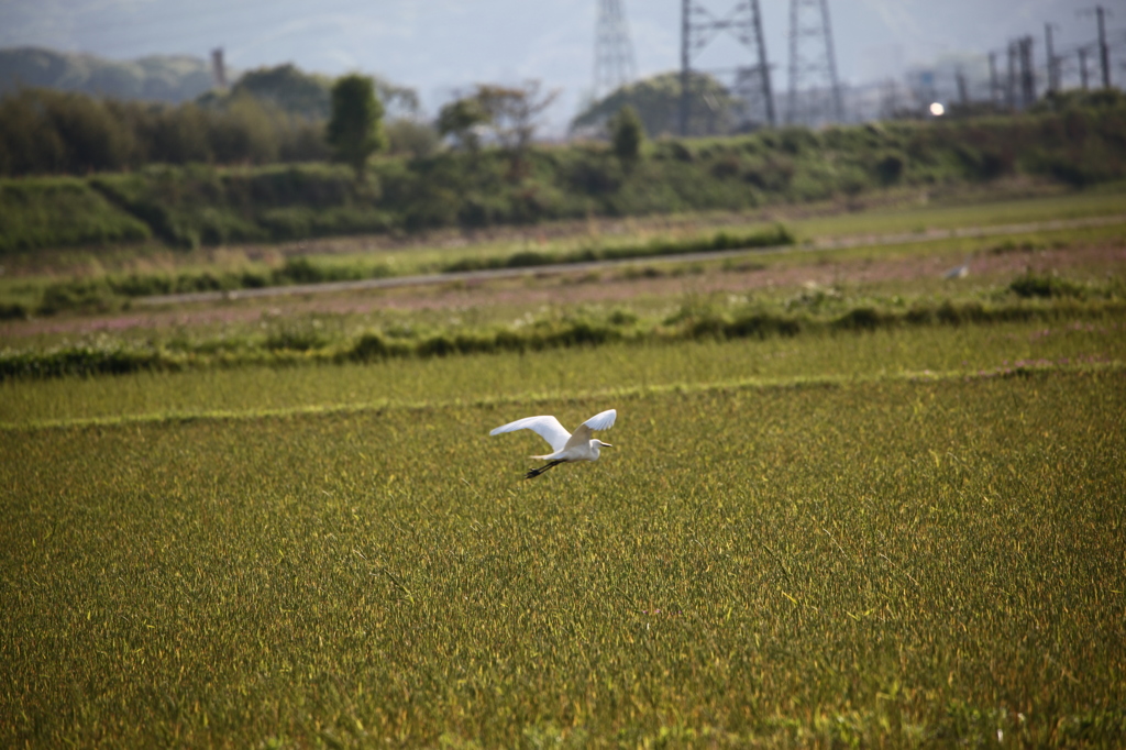 10km歩いた、鳥を追いかけて