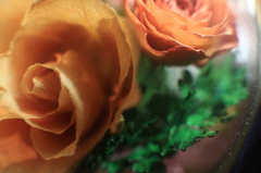 真空パックされた花はいつまでも美しい。 