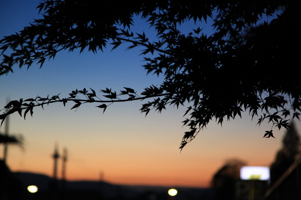 京都の秋の夕暮はコート無しでは寒いくらいで・・・・