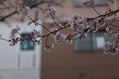 今日が見頃の花の色