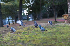 今日は鳩にご挨拶