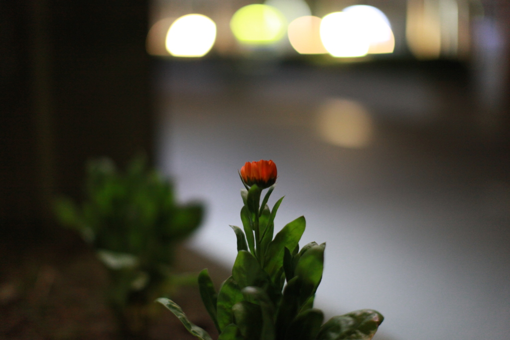 明けやらぬ朝にも、花一輪