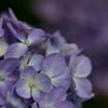 紫陽花