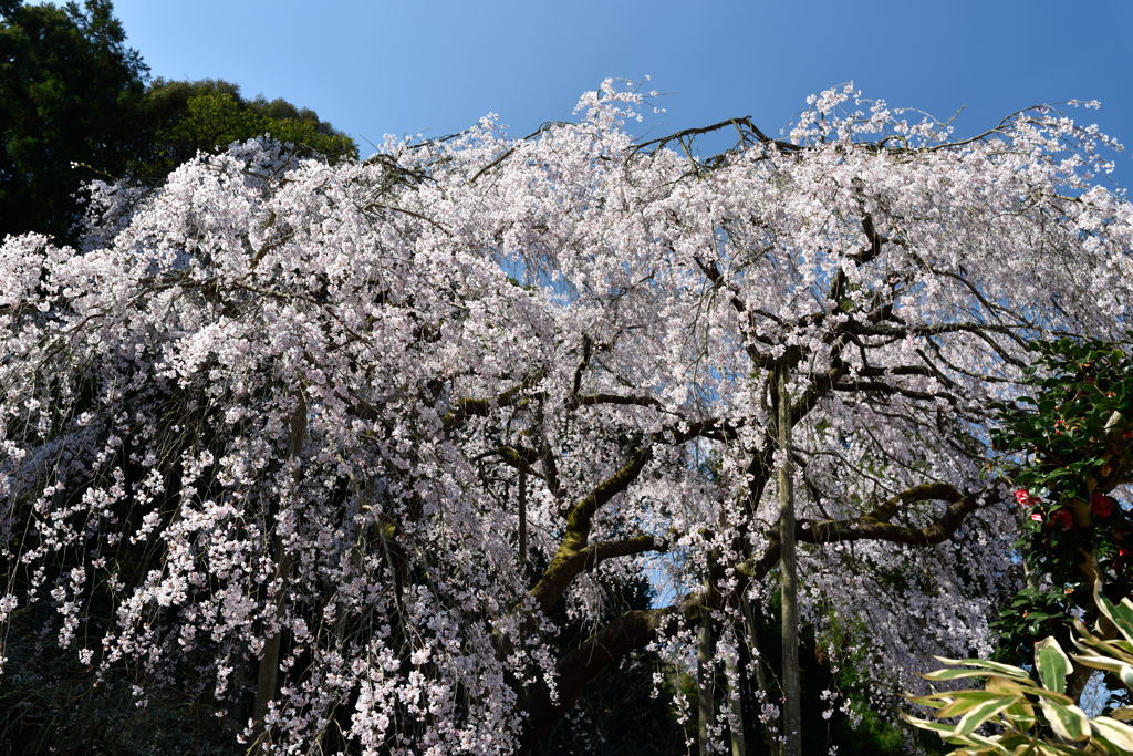 枝垂れ桜
