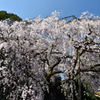 枝垂れ桜