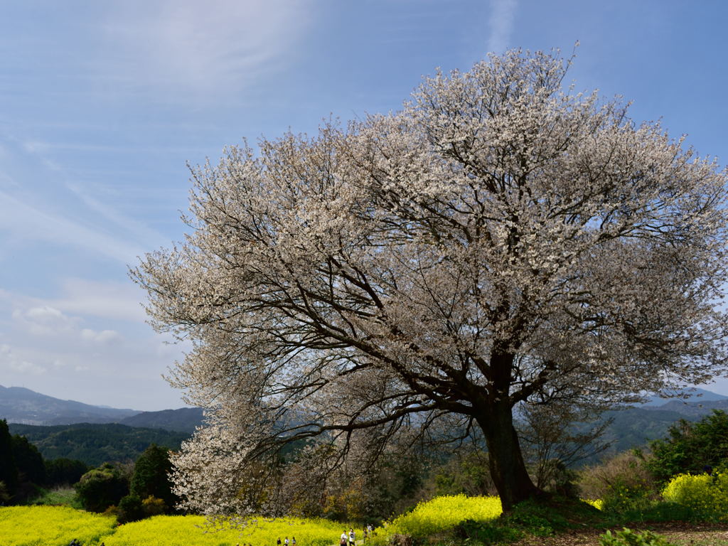 山桜