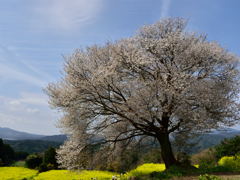 山桜