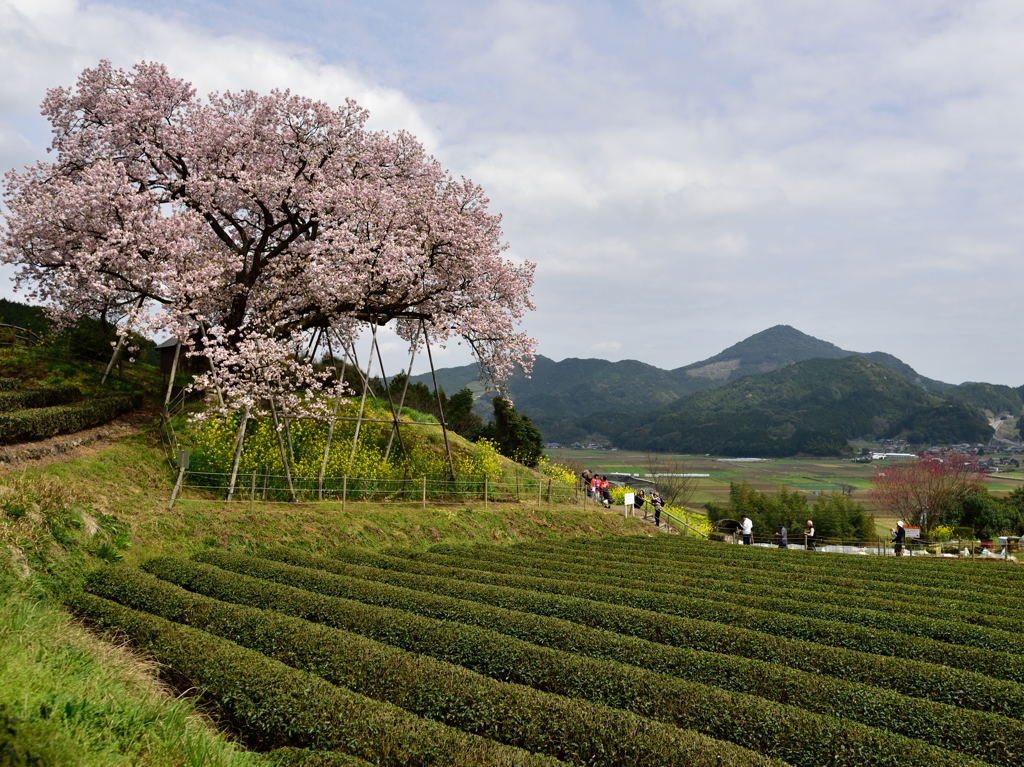百年桜