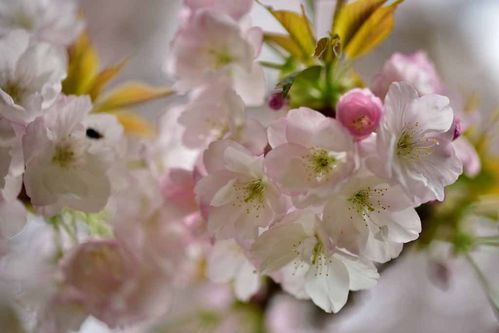 八重桜