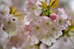 八重桜
