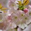 八重桜