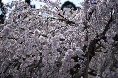 枝垂れ桜