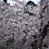 枝垂れ桜