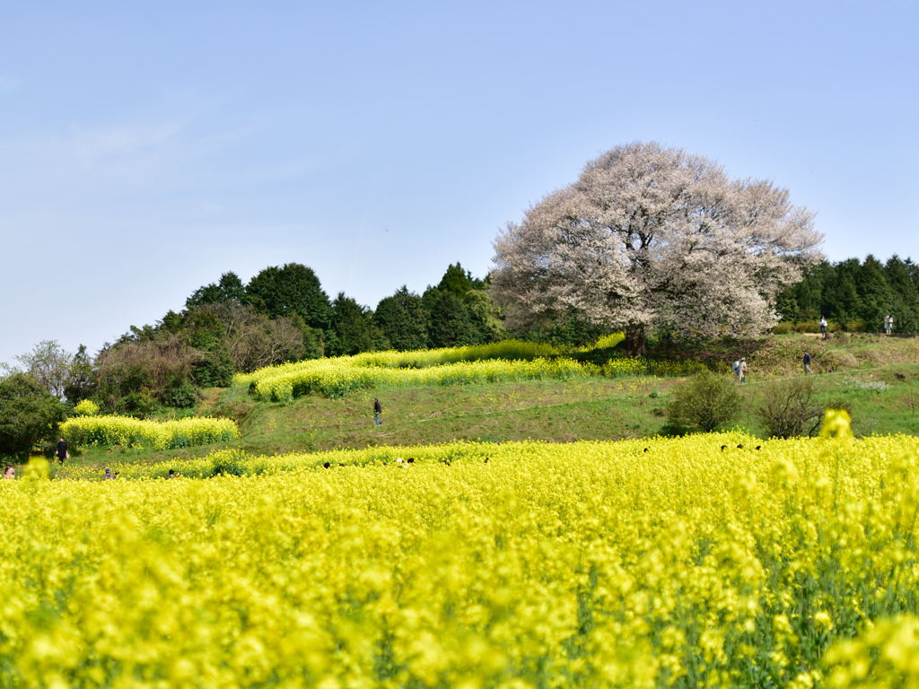菜の花畑と山桜