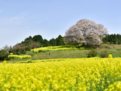 菜の花畑と山桜