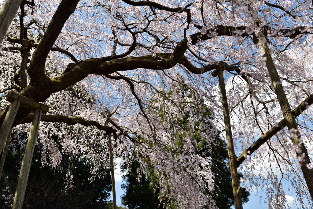 枝垂れ桜