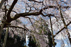 枝垂れ桜