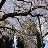 枝垂れ桜