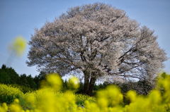 山桜