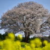 山桜