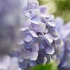 紫陽花
