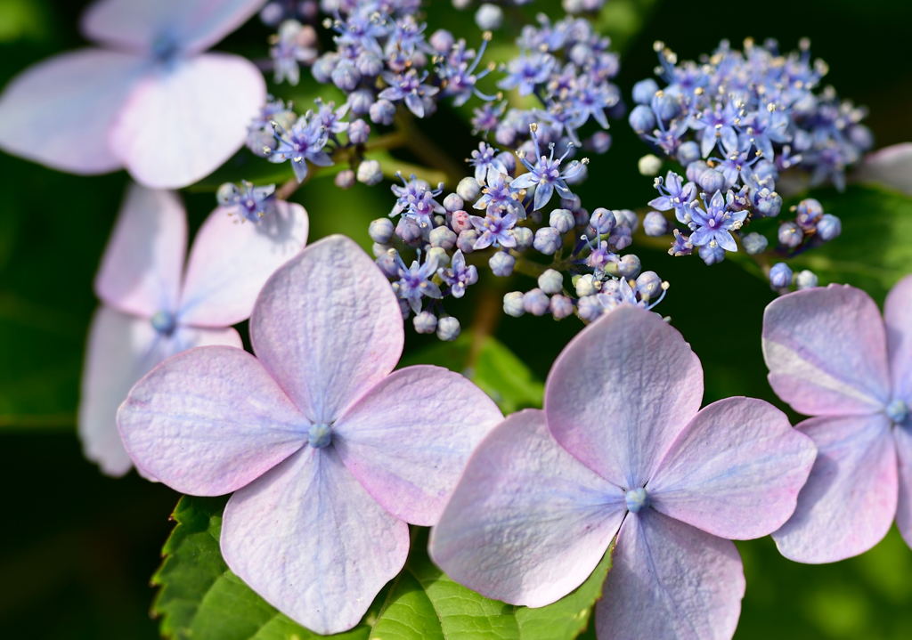 紫陽花