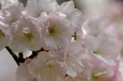 八重桜