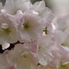 八重桜