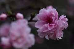 八重桜
