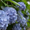 紫陽花
