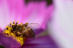 ＨｏｎｅｙBｅｅ