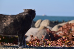 船と海を見つめる猫