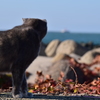 船と海を見つめる猫