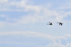 大空を羽ばたく二羽