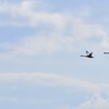 大空を羽ばたく二羽