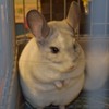 体型に似合わない手の短さ、それこそが愛