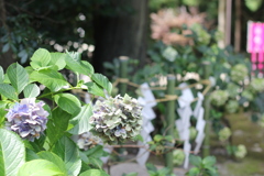 紫陽花
