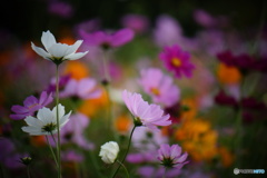 秋桜♡