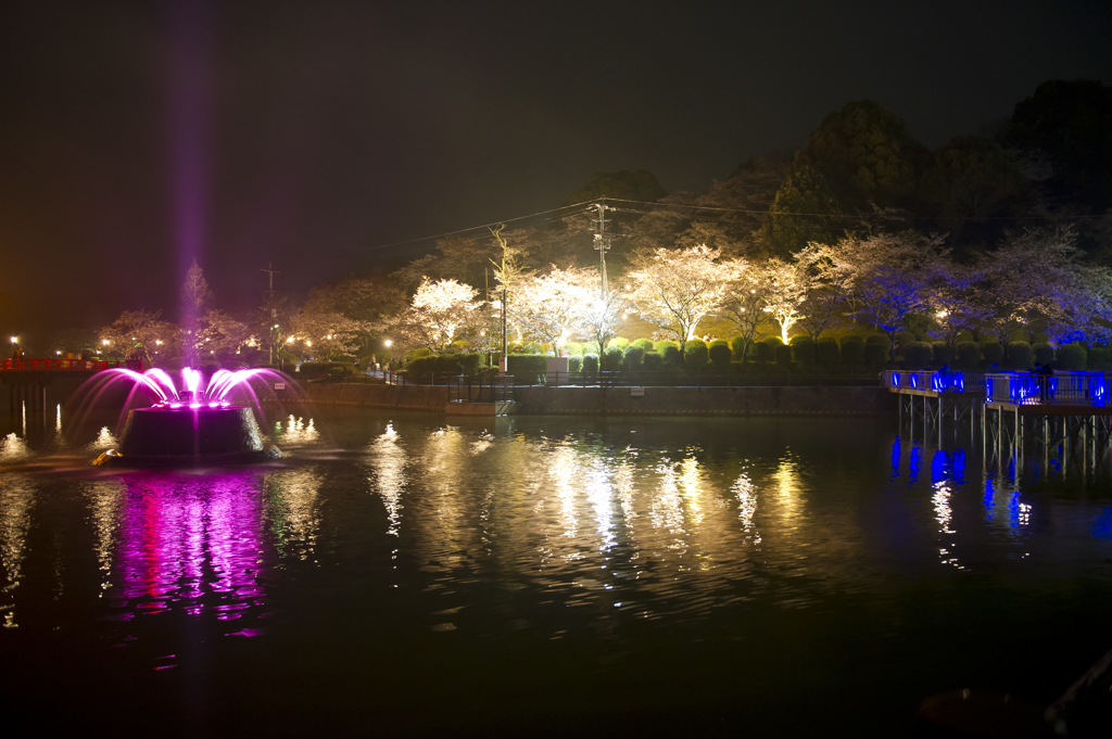 夜桜と噴水花火