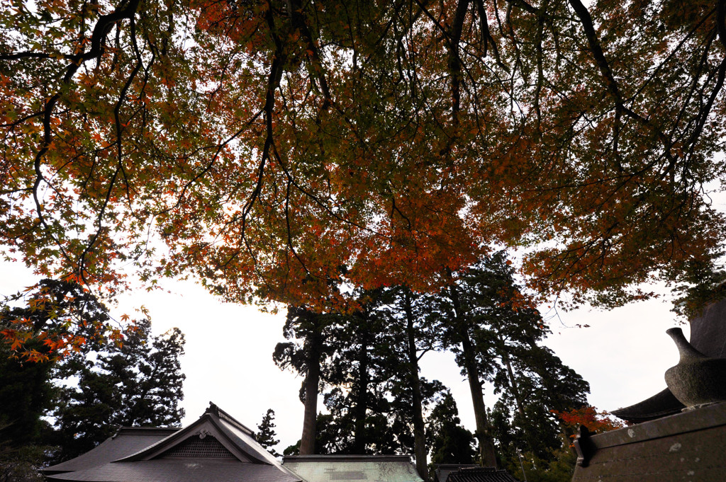 紅葉を見上げて