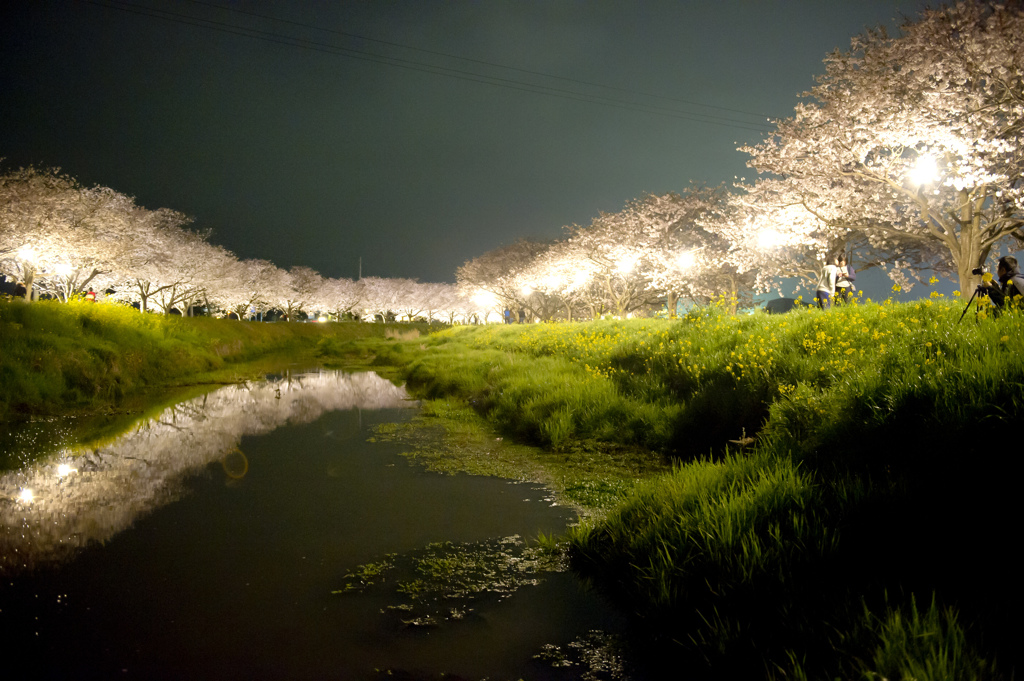 夜桜