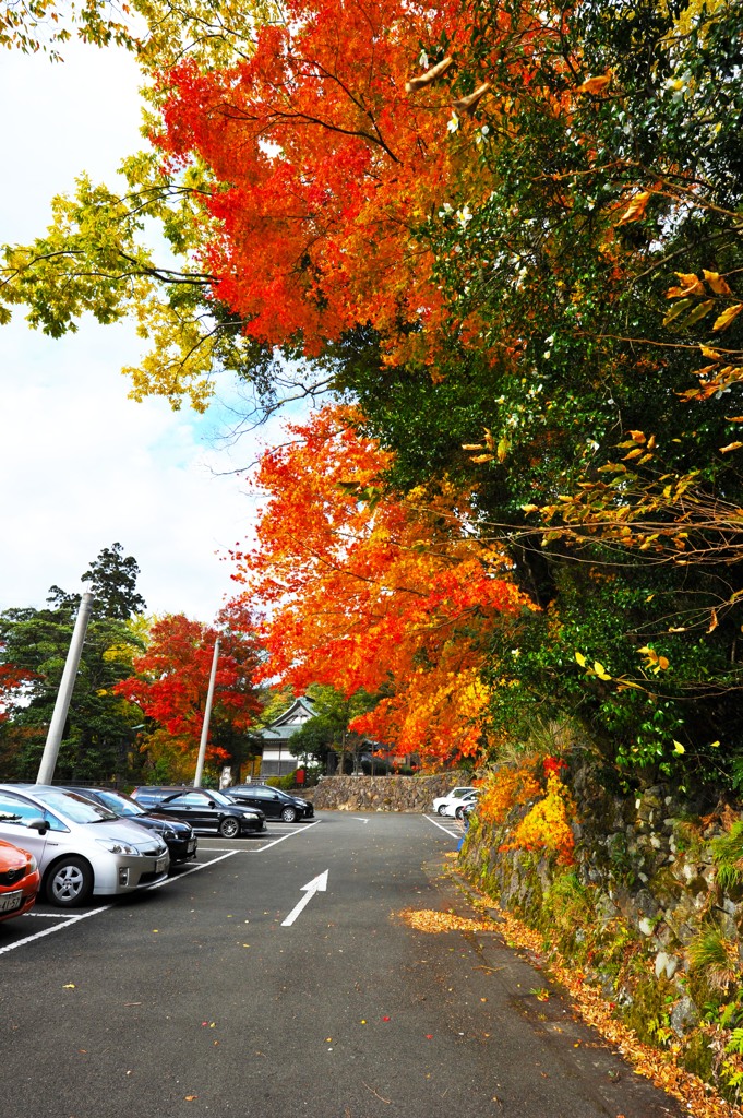 紅葉の色づき