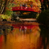 小国神社　紅葉　見ごろ