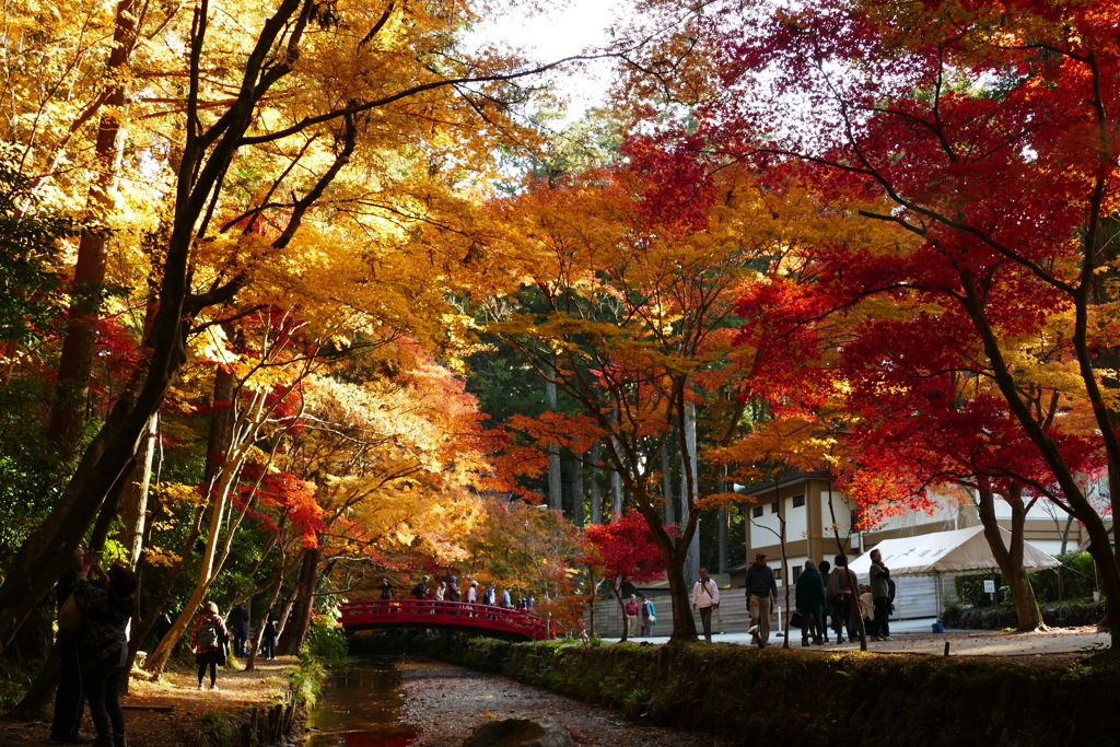 小国神社　紅葉　見ごろ