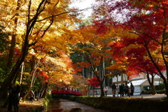 小国神社　紅葉　見ごろ