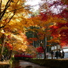 小国神社　紅葉　見ごろ