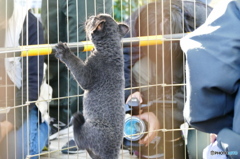 黒ヒョウ　赤ちゃん　小さくてもヒョウ柄です！