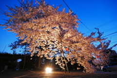 三方原　桜