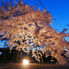 三方原　桜